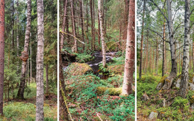 Nokian vihreän valtuustoryhmän kannanotto Tappurin alueen kaavoitukseen